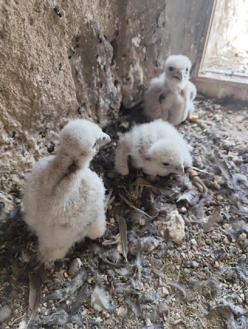 Junge Falken in Obermichelbach. Foto: Privat