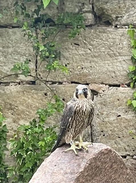Ein Jungfalke auf einem Grabstein in Ro&szlig;tal. Foto: Pfarramt Ro&szlig;tal