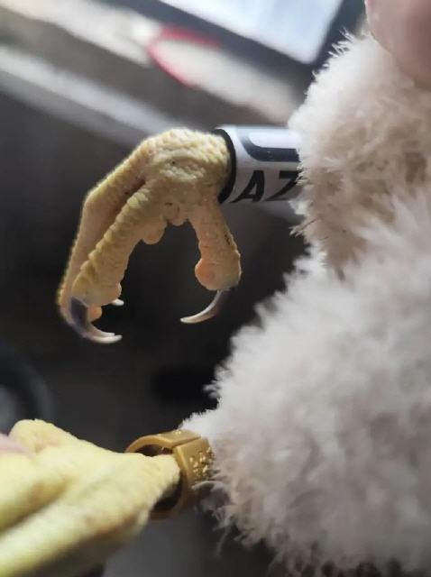 So sieht ein beringter Falke aus, hier ein Tier von St. Josef in Zirndorf. Foto: Privat