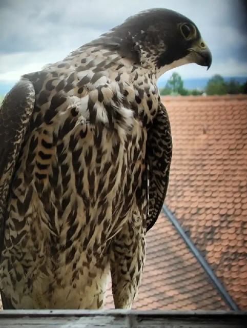 Ein Weibchen in Obermichelbach. Foto: Privat